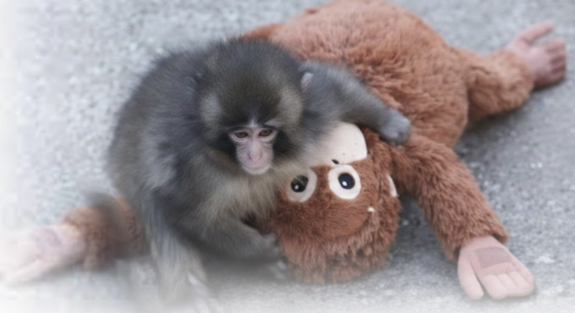 punch-den-ensomme-abe